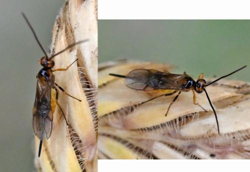 Braconinae